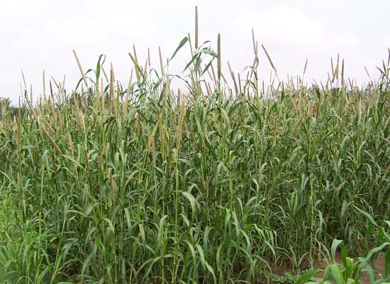 Crop Production Forage Crops Fodder Cumbu